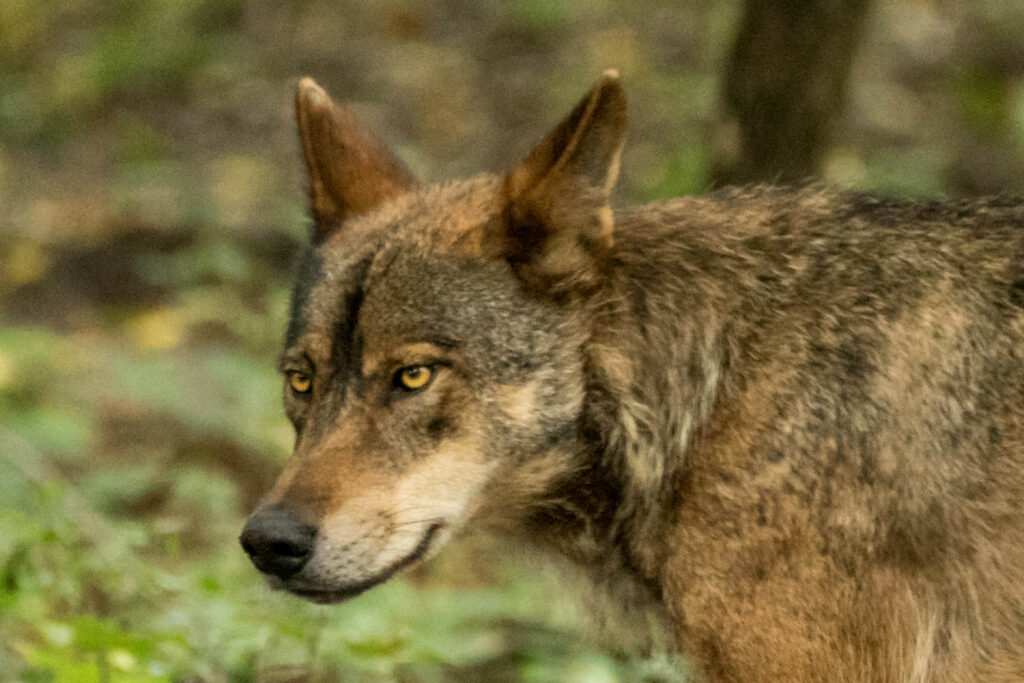 Resolutionsantrag zum zukünftigen Umgang mit dem Wolf